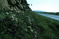 Moutain Everlasting grows beside a road.