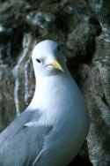 A Kittiwake is puzzled by the camera