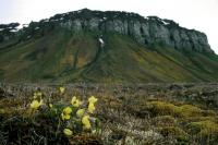 Svalbard Poppy