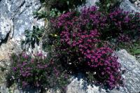 Heather growing between the rocks