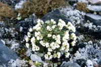 Arctic Whitlow-grass