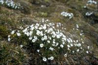 Arctic Mouse-ear Chickweed