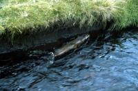 An Otter in a burn.