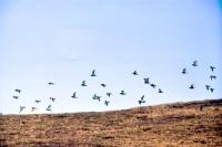  Golden Plovers in flight