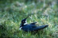 A Lapwing nests among the grass