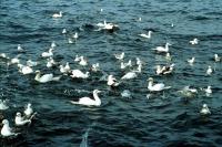 A group of Gannets and others look for food