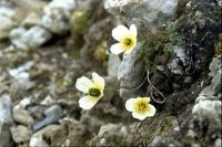 Svalbard Poppy