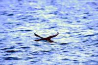 A Red-throated Diver