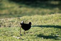  Water Rail .