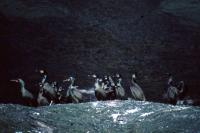 A group of Shags on a ledge