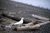 Ivory Gull