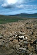 Shetland mouse-ear on the Keen of Hamar, Unst