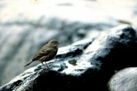 A Rock Pipit on the rocks