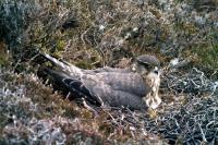 A Merlin nests amongst the heather