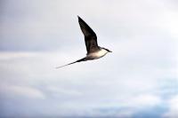 A Long-tailed Skua in profile on the wing