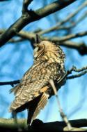 Long-eared Owl