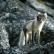 Arctic Fox