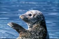 A young seal waves goodbye.