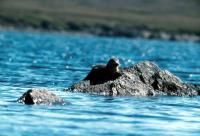 An Otter at Basta Voe.