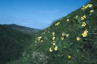 Primroses grow on the side of a hill