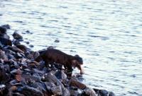 An Otter disturbed while eating a fish