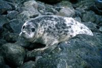 A young Grey Seal.
