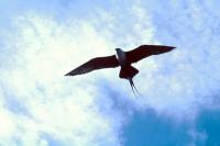Long-tailed Skua against a bright sky