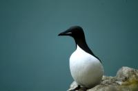 Br�nnich's Guillemot