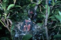 A Redpoll feeds it's young