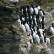 Brünnich's Guillemot