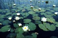 White Water-lilies on a loch