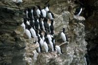 Br�nnich's Guillemot