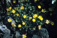 Lesser Celandine growing between the stones