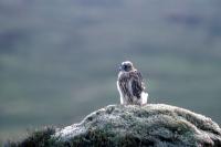 A juvenile Merlin