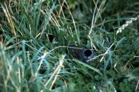 A Blackcap hides in the grass