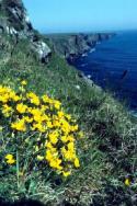 Bird's-foot-trefoil growing near a cliff