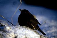 A Blackbird sits on the snow