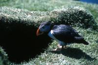 A Puffin outside a burrow