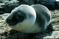 A Hooded Seal pup at Hascosay.
