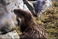 An Otter just ashore