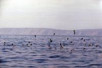 A flock of Shearwaters take flight