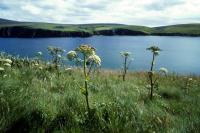 Wild Angelica growing in a field of grass