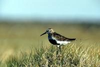 A Dunlin stands guard