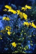 A clump of Hawkweed flowers