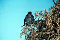 A Twite feeds on a sheaf of oats