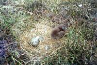 A Great Skua chick in the nest