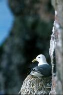 A Kittiwake nests on the edge of a cliff-face