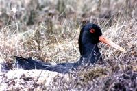 An Oystercatcher sitting on a nest amongst the grass