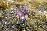 Nodding Lychnis