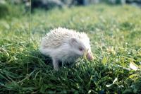 Albino hedgehog